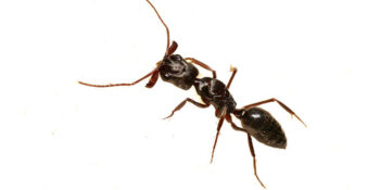 Emergency Pest Control Service Exterminator