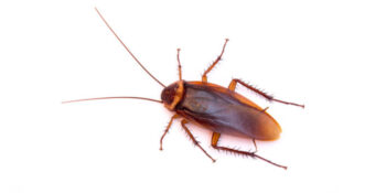 Emergency Pest Control Service Exterminator