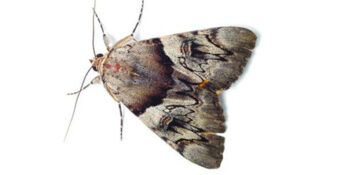 Emergency Pest Control Service Exterminator